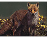 fox