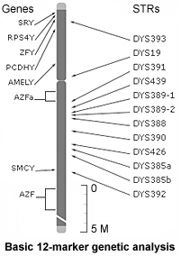 Typical 12-marker Sicilian genetic profile.