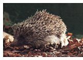hedgehog