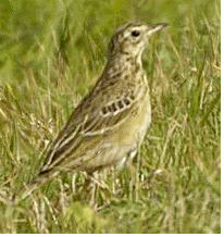 Richard's pipit.