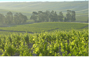 Vineyards in western Sicily.