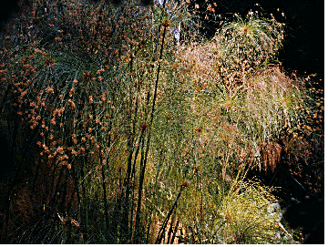 Flowering papyrus.