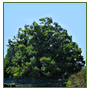 Europe's oldest tree?