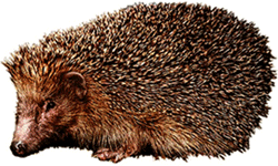 The hedgehog.