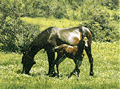 Sanfratellano horses.