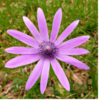 The star anemone is native to the Zingaro region.