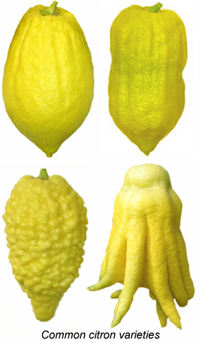 Citron varieties. The two at left are most common in Sicily.