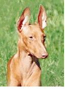 Sicilian greyhound hot sale