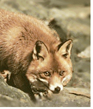 The Red Fox.