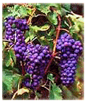 Nero d'Avola grapes.